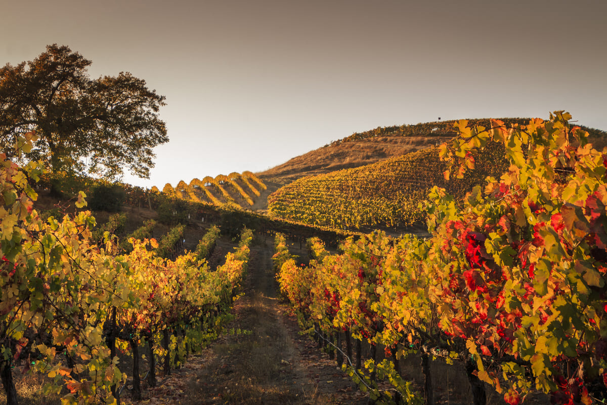 domaine viticole Bordelais