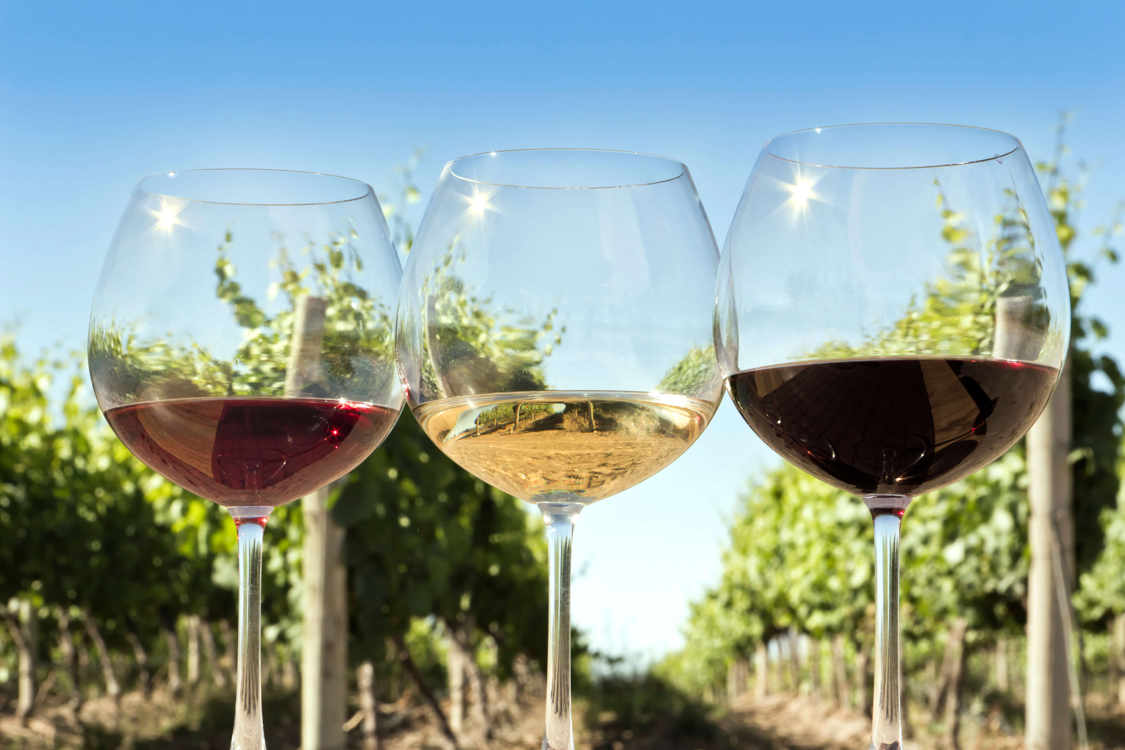 dégustation vin de Bordeaux